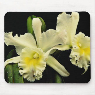 Orchid cattleya (Deesse Charles)  flowers Mouse Mat