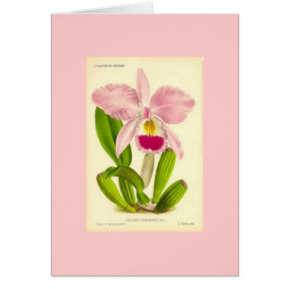 Orchid - Cattleya Gaskeliana