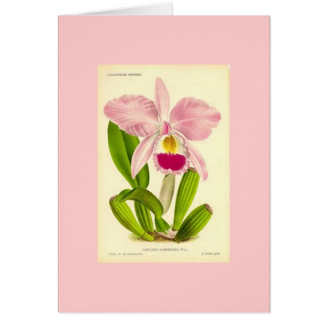 Orchid - Cattleya Gaskeliana (Front)