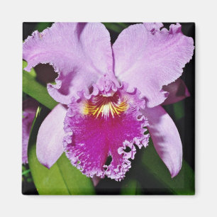 Orchid, cattleya trianae (b c michaelangelo) flow magnet