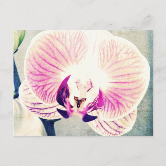 Orchid Colours Postcard (Front)
