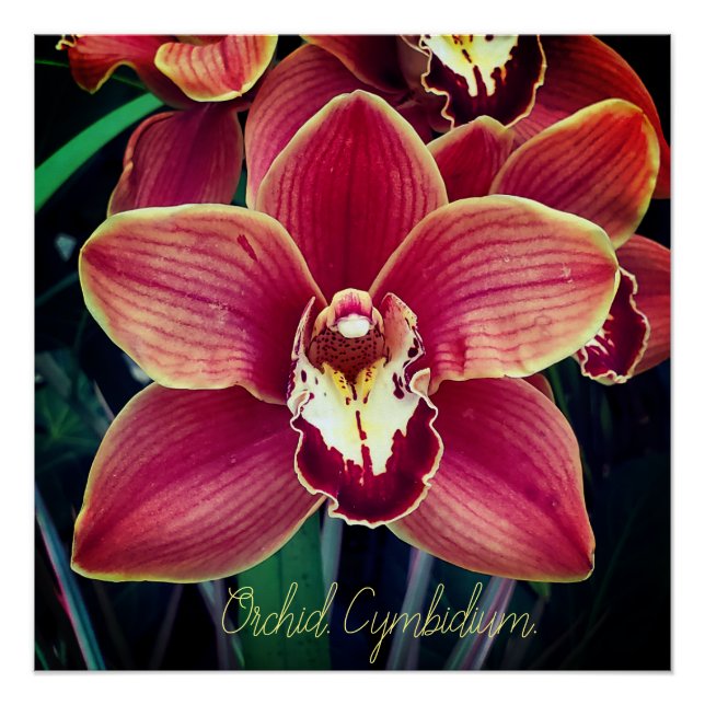 Orchid. Cymbidium Poster (Front)