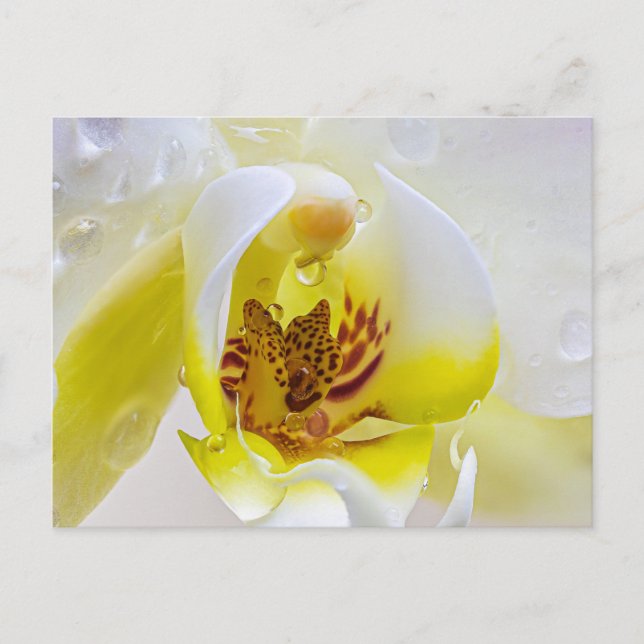 Orchid Dew Postcard (Front)