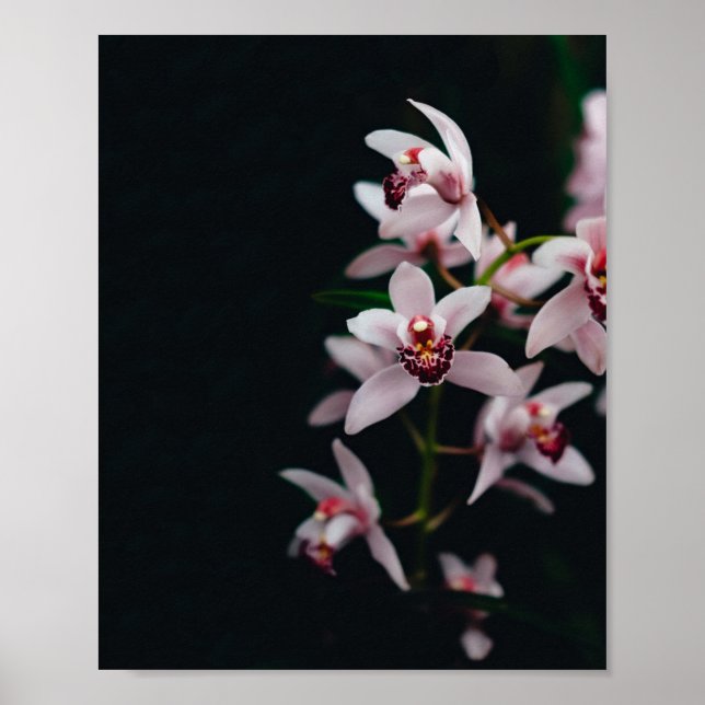 Orchid Flower Black background Poster (Front)