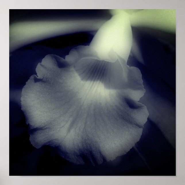 Orchid Flower Close Up Black And White  Poster (Front)