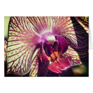 Orchid Flower Close Up Photography Note Card