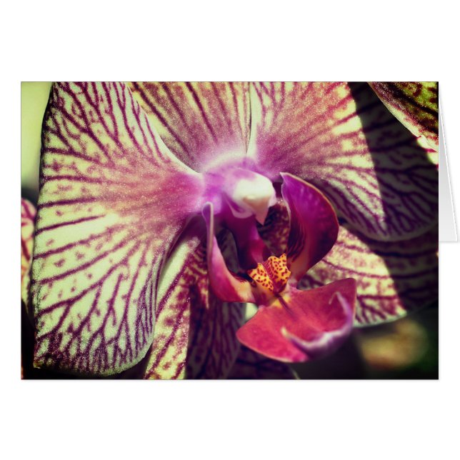 Orchid Flower Close Up Photography Note Card (Front Horizontal)