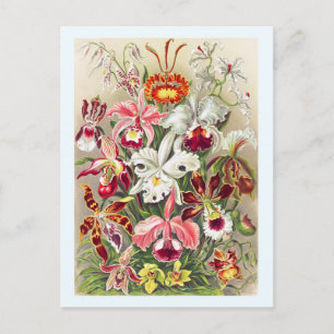 Orchid Flower Floral Botanical Vintage Postcard