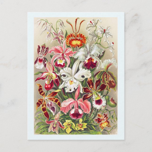 Orchid Flower Floral Botanical Vintage Postcard (Front)