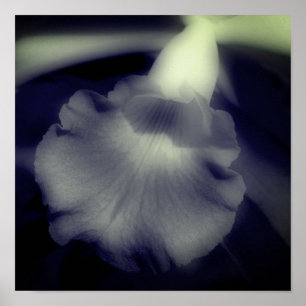 Orchid Flower High Contrast Black And White Poster