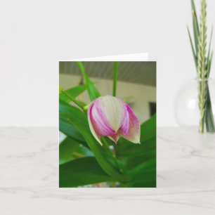 Orchid flower opens on a blank note card