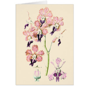 Orchid flower Pink and purple spotted  blank card
