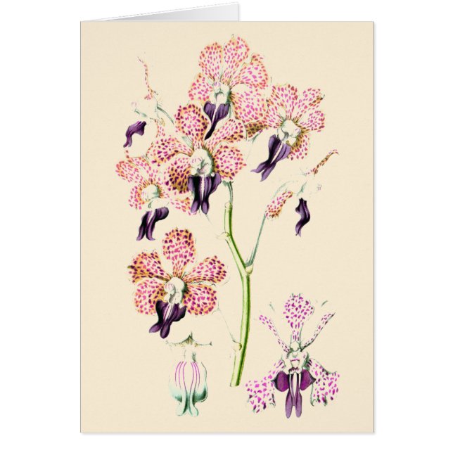 Orchid flower Pink and purple spotted  blank card (Front)