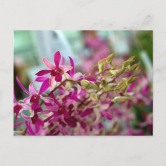 Orchid Flower Postcard