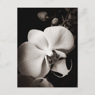 Orchid flower postcard