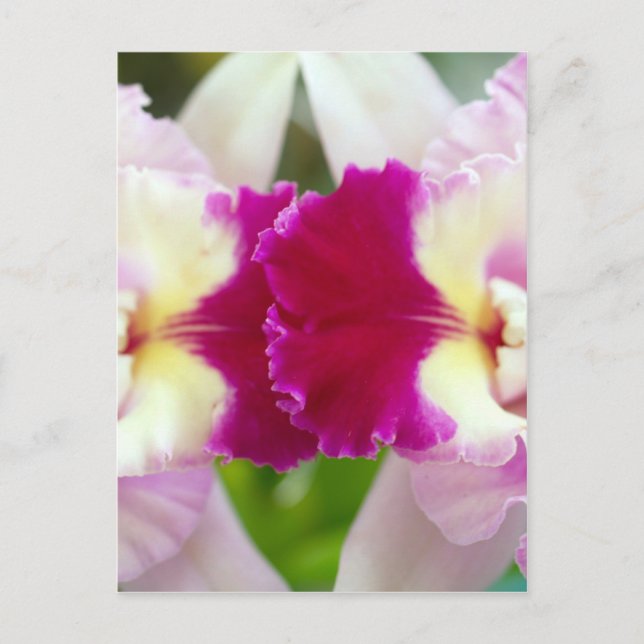 Orchid Flower Postcard (Front)