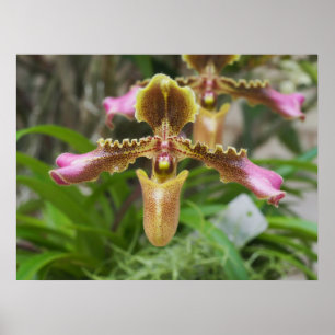 Orchid flower poster