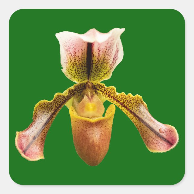 Orchid flower square sticker (Front)