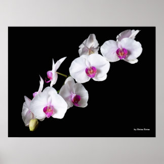 Orchid-flowers, by Sinisa Botas Poster