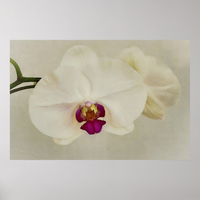 Orchid Flowers Close Up Art Poster (Front)