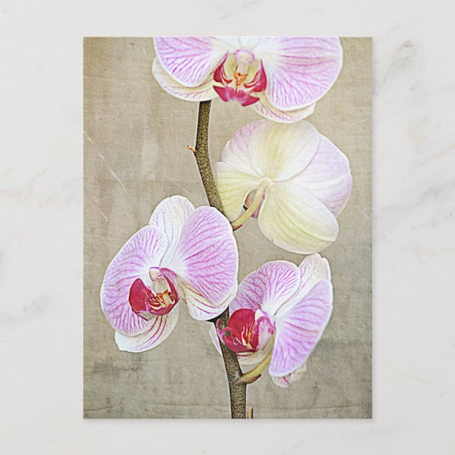 Orchid Flowers Postcard (Front)