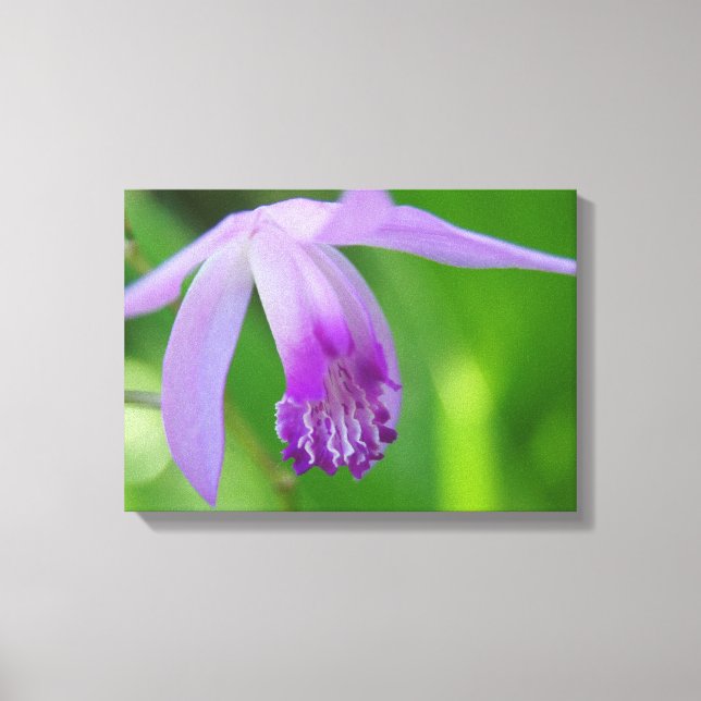Orchid for You! Canvas Print (Front)