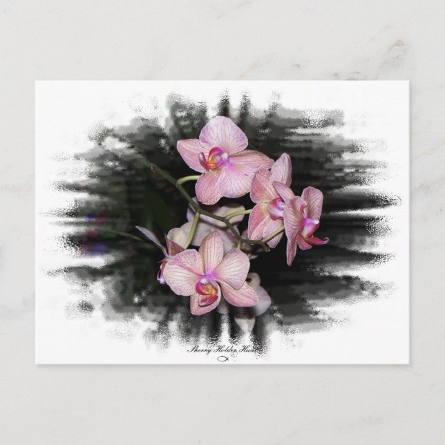 Orchid Frame 1 Postcard (Front)
