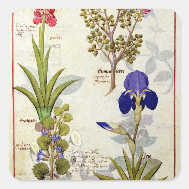 Orchid & Fumitory or Bleeding Heart Hedera & Iris Square Sticker (Front)