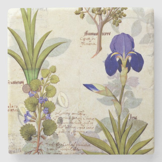 Orchid & Fumitory or Bleeding Heart Hedera & Iris Stone Coaster (Front)