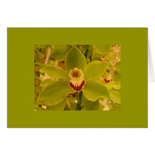 Orchid  Green Cymbidium (Front Horizontal)