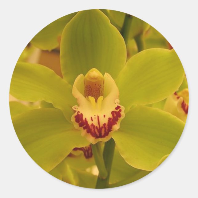 Orchid  Green Cymbidium Classic Round Sticker (Front)