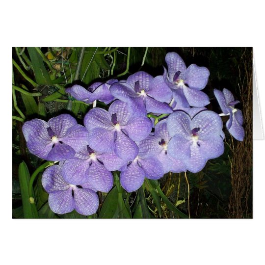 Orchid Greetings Card