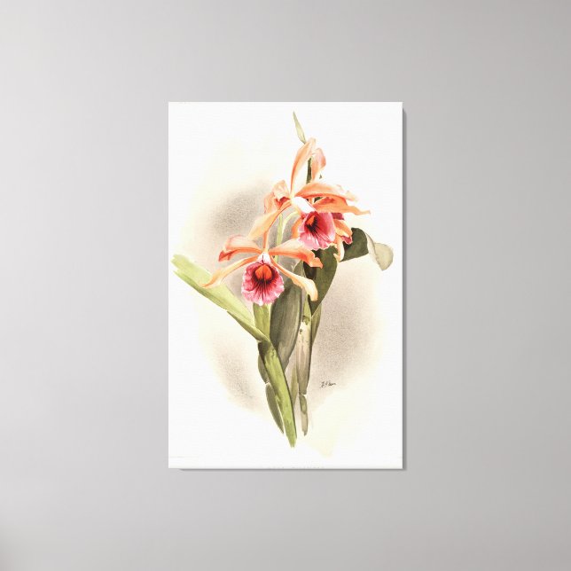 Orchid Illustrated Canvas Print (Front)