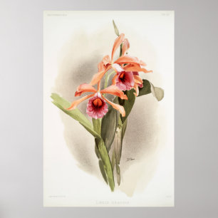 Orchid Illustrated Poster