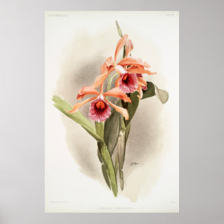 Orchid Illustrated Poster