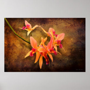 Orchid - Laelia - It's showtime Poster