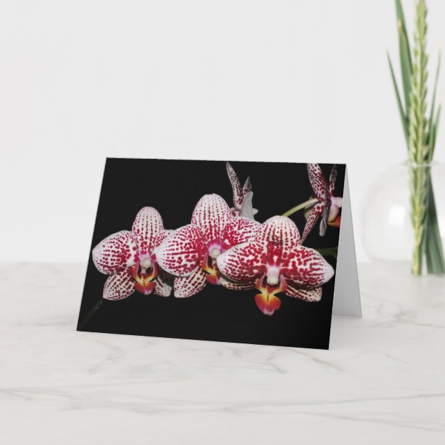 Orchid Lovers' Choice Card (Front)