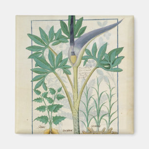 Orchid Magnet