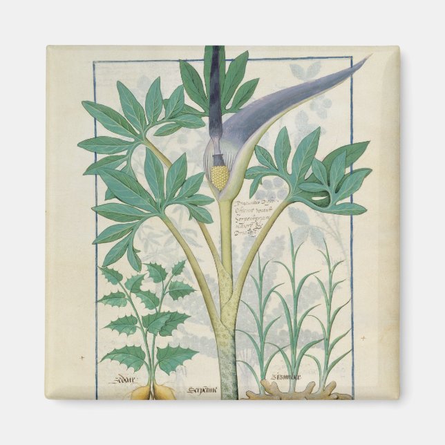 Orchid Magnet (Front)