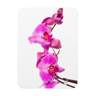 Orchid Magnet