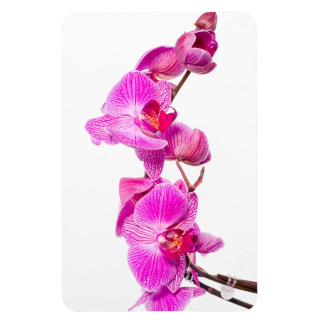 Orchid Magnet (Vertical)
