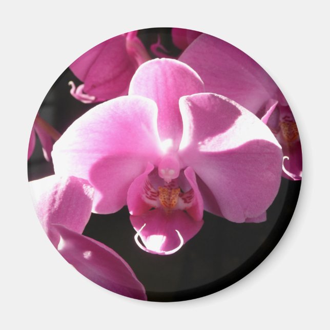 orchid magnet (Front)