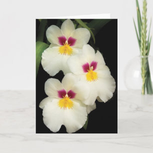 Orchid - Miltoniopsis - The Three Amigos Holiday Card