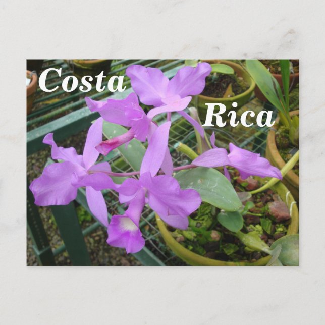 Orchid -- National Flower of Costa Rica Postcard (Front)
