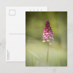 Orchid Nature Photo Postcard