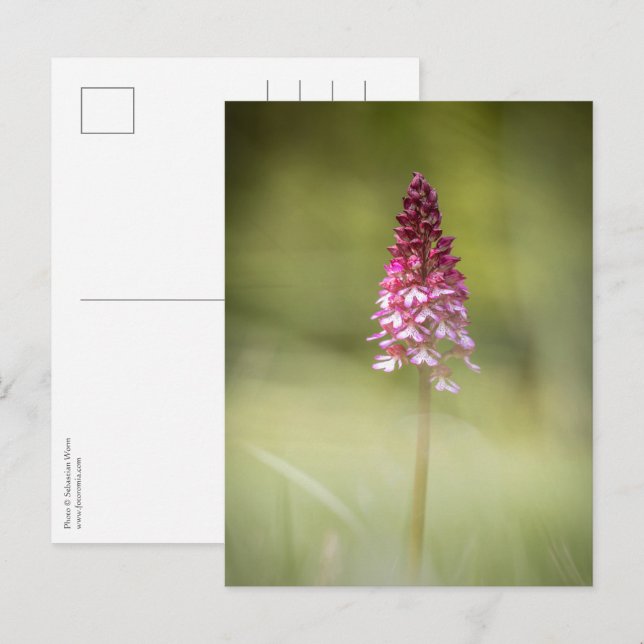 Orchid Nature Photo Postcard (Front/Back)