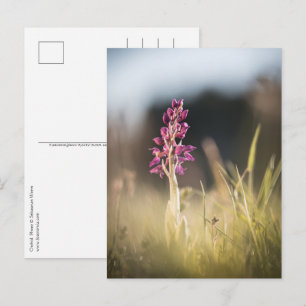 Orchid Nature Photo Postcard
