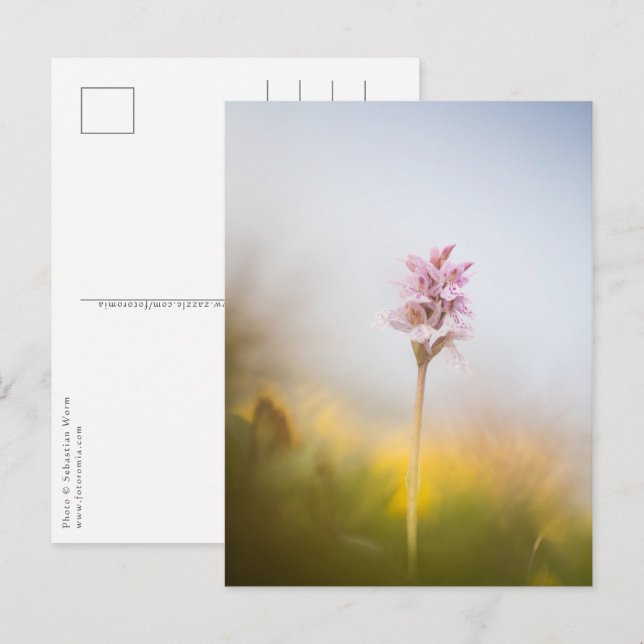 Orchid Nature Photo Postcard (Front/Back)