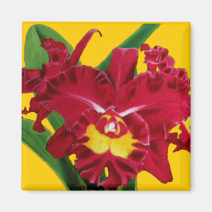 Orchid Oil on Canvas Magnets