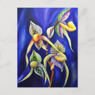 Orchid Paphiopedilum  Lady's Slipper Postcard